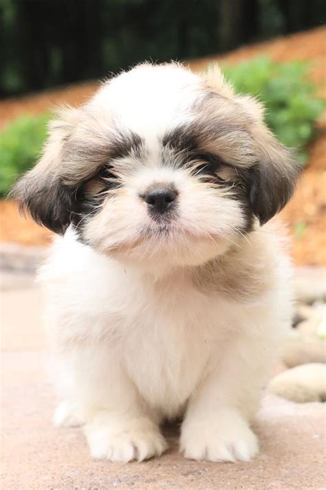 Shih Tzu Puppies for Sale | Buckeye Puppies