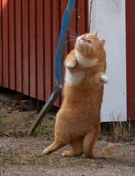 30 Of The Funniest Dancing Cat Pics | Bored Panda