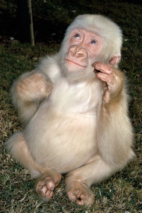 Baby Albino Gorilla