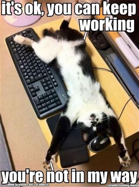 28++ Funny Keyboard Cat Memes - Factory Memes