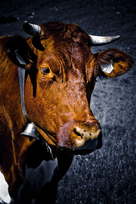 Cow Portrait Photograph by Frank Tschakert - Fine Art America