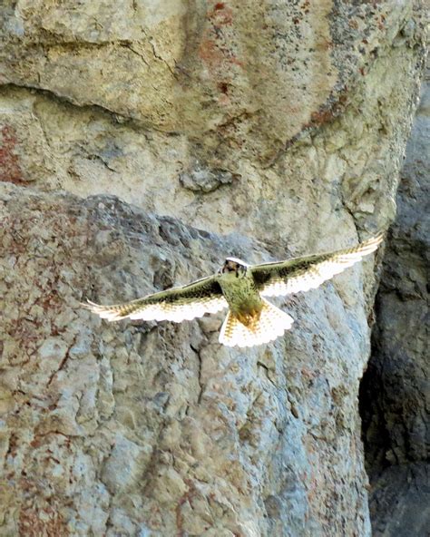 Diving Falcon Photograph by Darcy Tate - Fine Art America