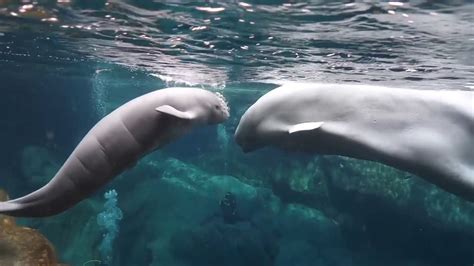 Aquarium releases first footage of newborn beluga whale – DG News, Stats, Verifications