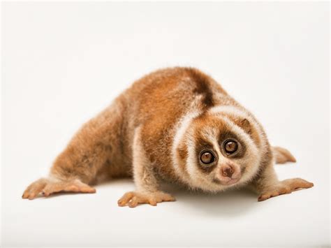 Pygmy Slow Loris Pet