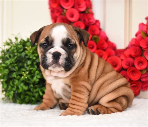 English Bulldog Puppies for Sale | Buckeye Puppies