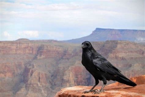 5 Fakta Burung Ababil, Pengingat Sifat Sombong Manusia