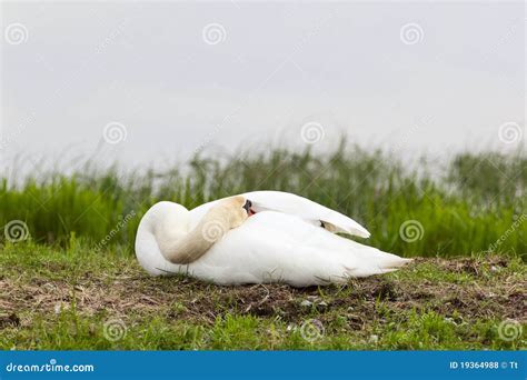 Mute Swan nesting stock photo. Image of edge, grass, nest - 19364988