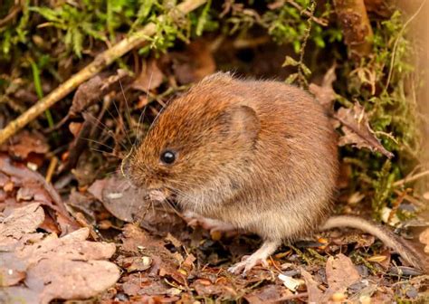 Vole Vs Mouse - How To Tell The Difference And How To Manage Each - How I Get Rid Of