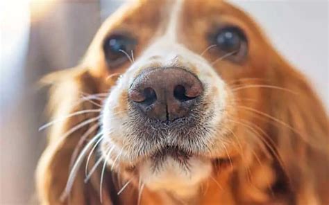 Dry Nose: A Symptom Of Illness In Dogs?