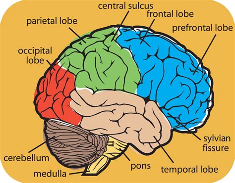 Human Brain External Structure