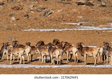 9 Ladakh urial Images, Stock Photos & Vectors | Shutterstock