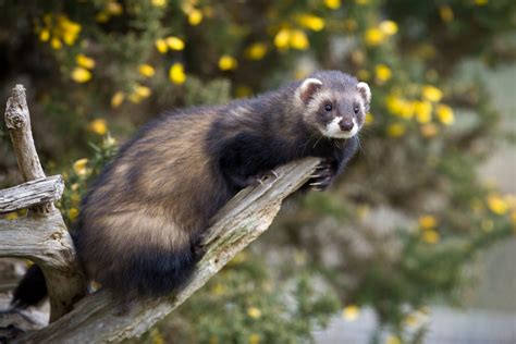 What Is the Natural Habitat of a Ferret? – Impressive Nature