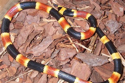 Eastern Coralsnake | South Carolina Partners in Amphibian and Reptile Conservation