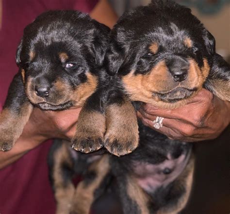 Rottweiler Puppies For Sale | Colorado Springs, CO #310006