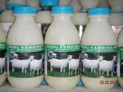 Bicara: Kelebihan Dan Khasiat Susu Kambing