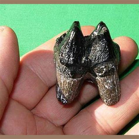 Mastodon Molar Fossil - Fossils & Artifacts for Sale | Paleo Enterprises