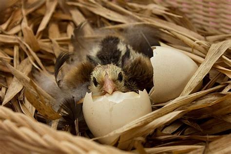 Baby Birds Hatching