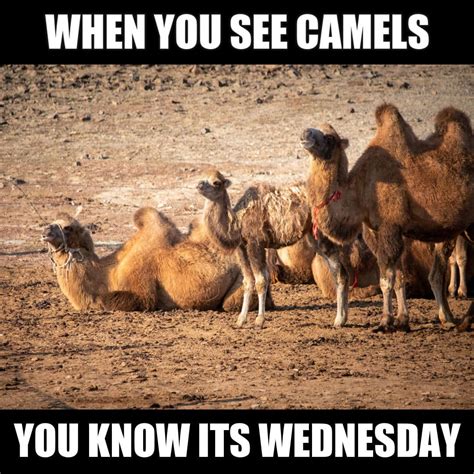 Wednesday Camel Memes