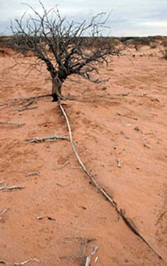 chilean mesquite tree root system - Raguel Braxton