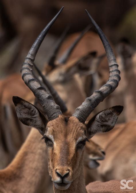 Impala Portrait | Impala, Animals, Portrait