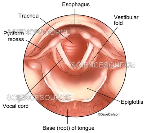 18+ Labelled Diagram Of Larynx - ErynAdelina