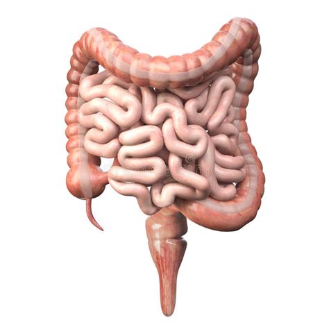 Cecum Anatomy - Anatomy Reading Source