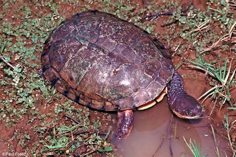 Chaco Side-necked Turtle | Acanthochelys pallidipectoris