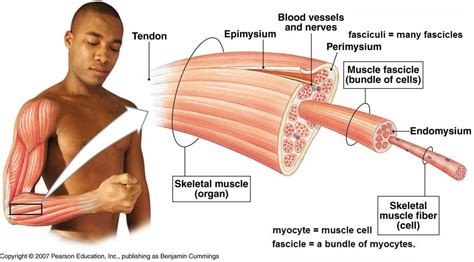 What 30 Studies Say About Your Muscle Fiber Type and Muscle Growth ...