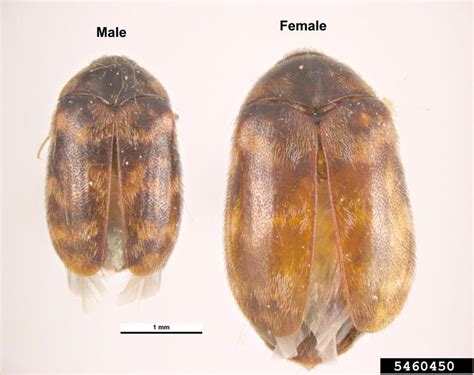 Warehouse Beetle Larvae