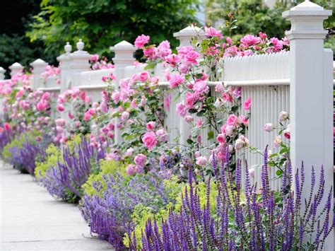 Beautiful garden rose varieties for glorious summer colour