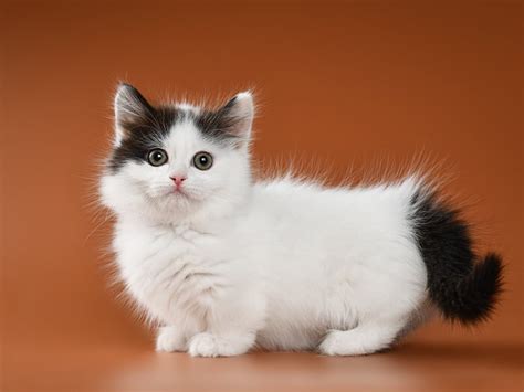 Munchkin Cat Breed: Size, Appearance & Personality