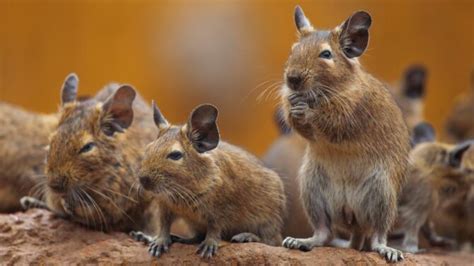 Different Types Of Rodents (20 Popular Species List)