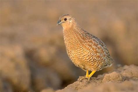 Burung Puyuh: Jenis, Ciri-ciri, Makanan, dan Manfaatnya