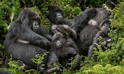 Gorilla Families in Congo | Congo Gorilla Safaris | Gorilla Tours