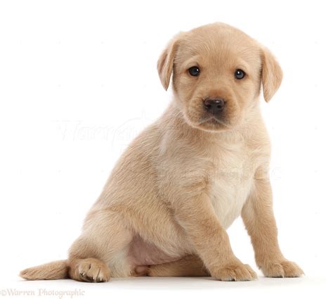 Dog: Yellow Labrador Retriever puppy sitting photo WP50069