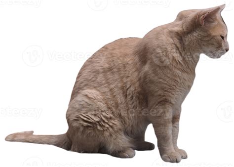 orange tabby cat transparent PNG 10870760 PNG