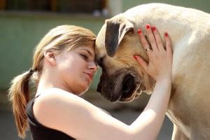 6 Best Boerboel Breeders in California! (2024) - Breeder Best