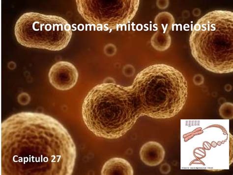 27. Cromosomas, mitosis y meiosis (1).ppt