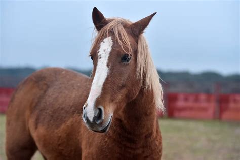 Percheron Horse: Care, Cost & History (2024) | Horses Only