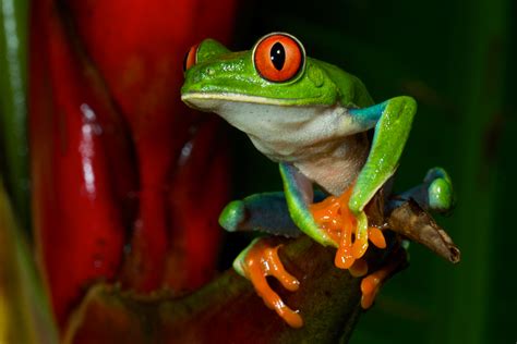 Red Eye Tree Frog | Sean Crane Photography