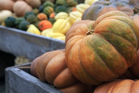 The World of Pumpkins, Squash, and Gourds - Abma's Farm