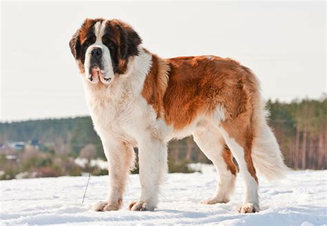 Saint Bernard | Description, Characteristics, Temperament, Life Span, & Facts | Britannica