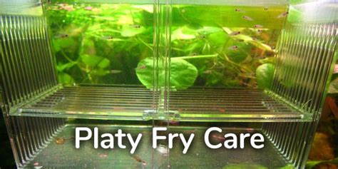 Platy Fish Fry Care - How to Care for Baby Platies - AquariumNexus