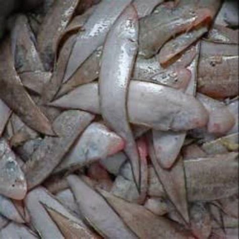 Jual ikan lidah fresh 500 gr | Shopee Indonesia