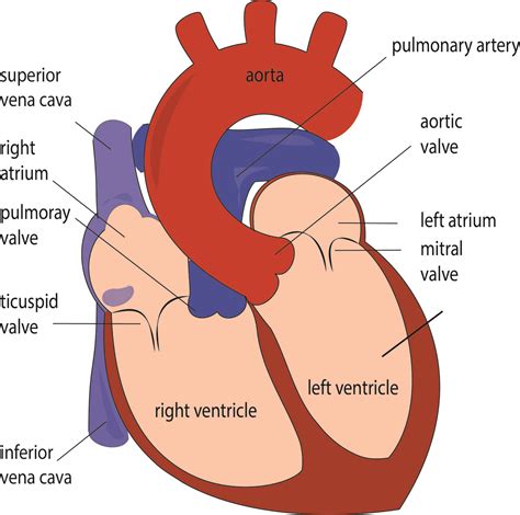 On Heart - Kardiohirurgija.rs