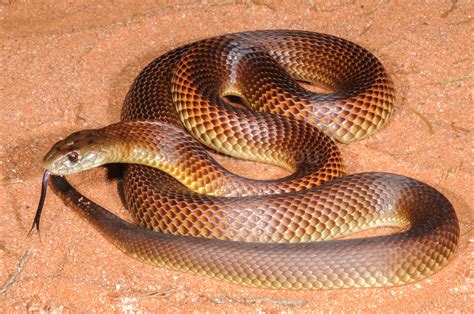 A mulga (or king brown) snake | Australia’s Defining Moments Digital Classroom | National Museum ...