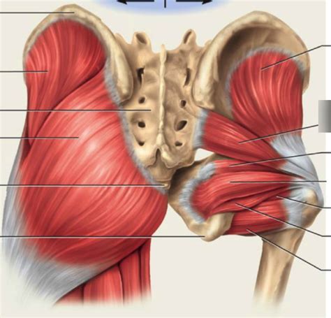 posterior butt/thigh muscles Diagram | Quizlet