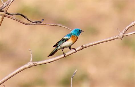 Cardinalidae – 10,000 Things of the Pacific Northwest