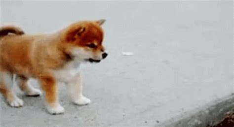 Doge Stomp GIF - Doge Stomp - Discover & Share GIFs