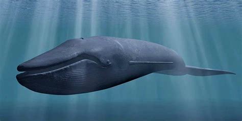 Blue whale – the largest animal | DinoAnimals.com